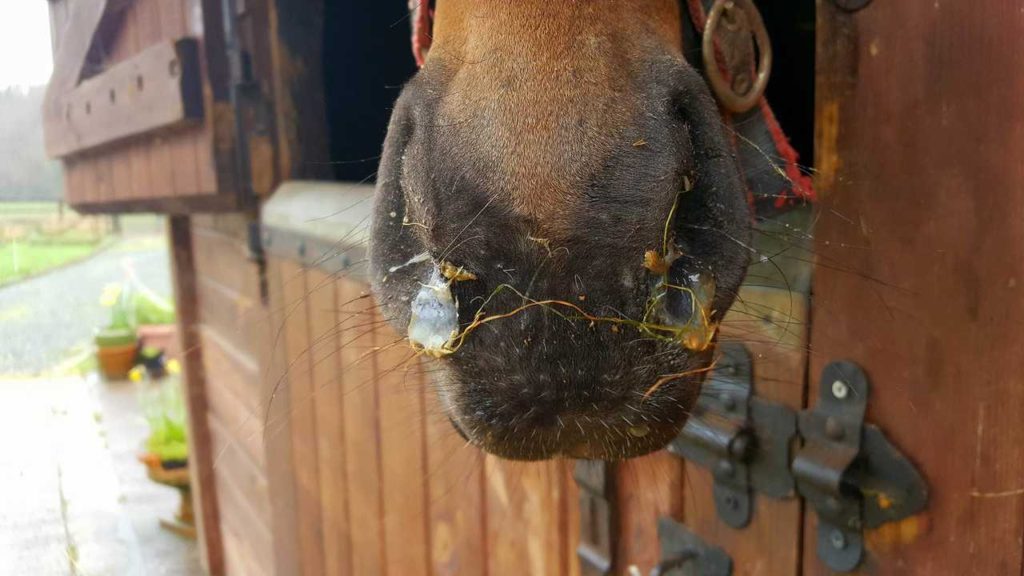 horse has snotty nose