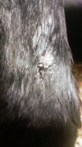 8yr old Thoroughbred gelding Day 3 final treatment (1)  