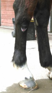 Freddie 5yr old. Kick to the hind leg. 25 Feb 2016 (1) 