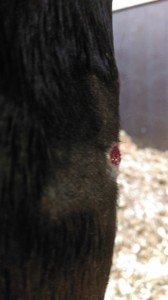 Tiger 5yr old. Knee Injury 24th Feb 2016 (3) 