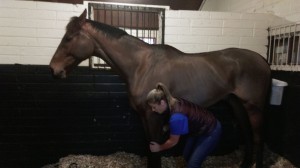 image of equine massage - animal care munster1 