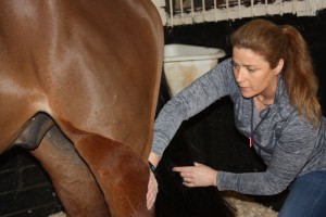 image of equine massage - animal care munster10 