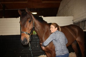 image of equine massage - animal care munster11 