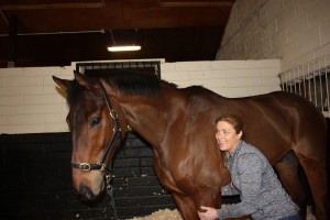 image of equine massage - animal care munster12 