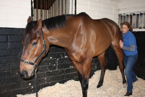 image of equine massage - animal care munster15 