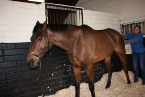 image of equine massage - animal care munster16 