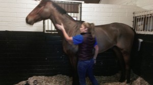 image of equine massage - animal care munster2 