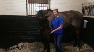 image of equine massage - animal care munster3 