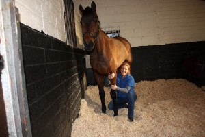 image of equine massage - animal care munster5 