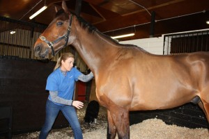 image of equine massage - animal care munster7 