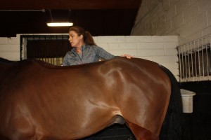 image of equine massage - animal care munster9 