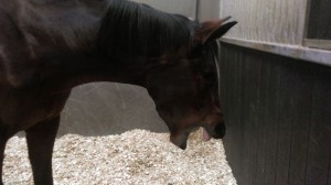 image of yawning horse after massage - animal care munster1 
